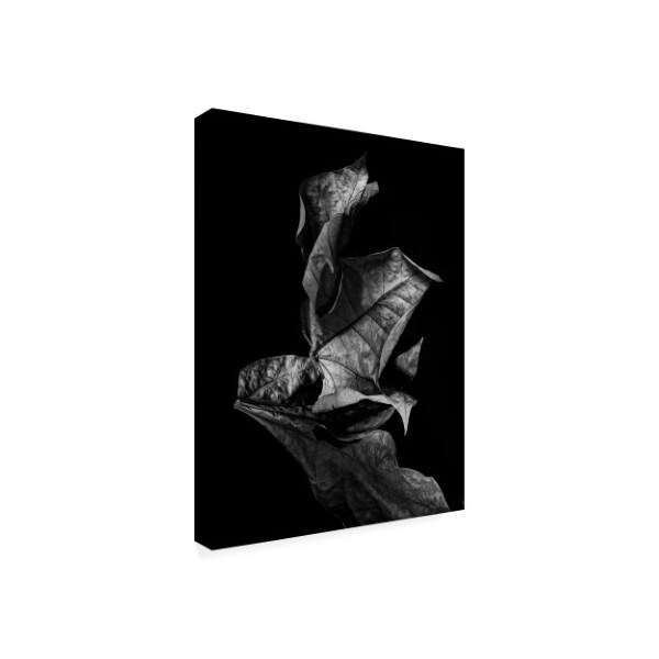 Design Fabrikken 'Leaf Composition, Dark Fabrikken' Canvas Art,24x32